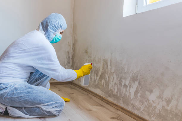 Licensed Mold Cleanup service in Nahant, MA - WQB Mold Removal