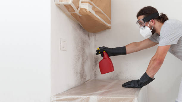 Professional Mold Cleanup technician working in Nahant, MA