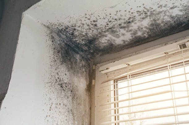 Affordable Mold Cleanup solutions in Nahant, MA